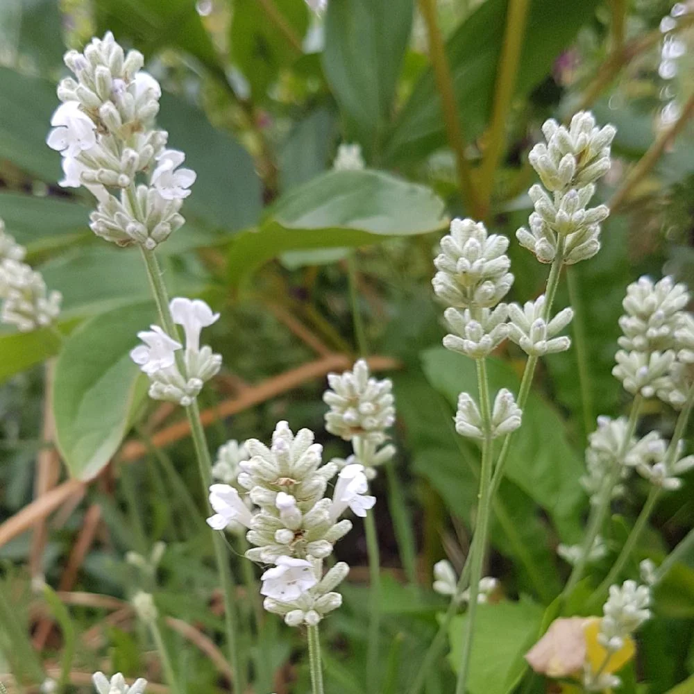 Lavanda Arctic Snow