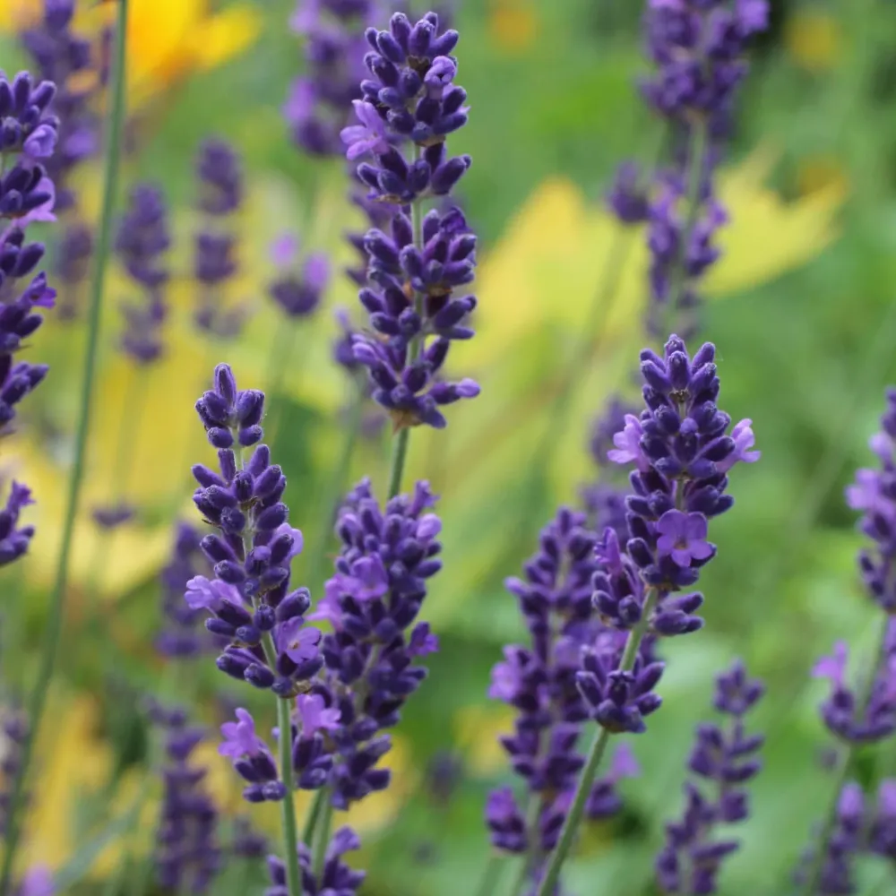 Lavanda ghiveci - Lavandula angustifolia