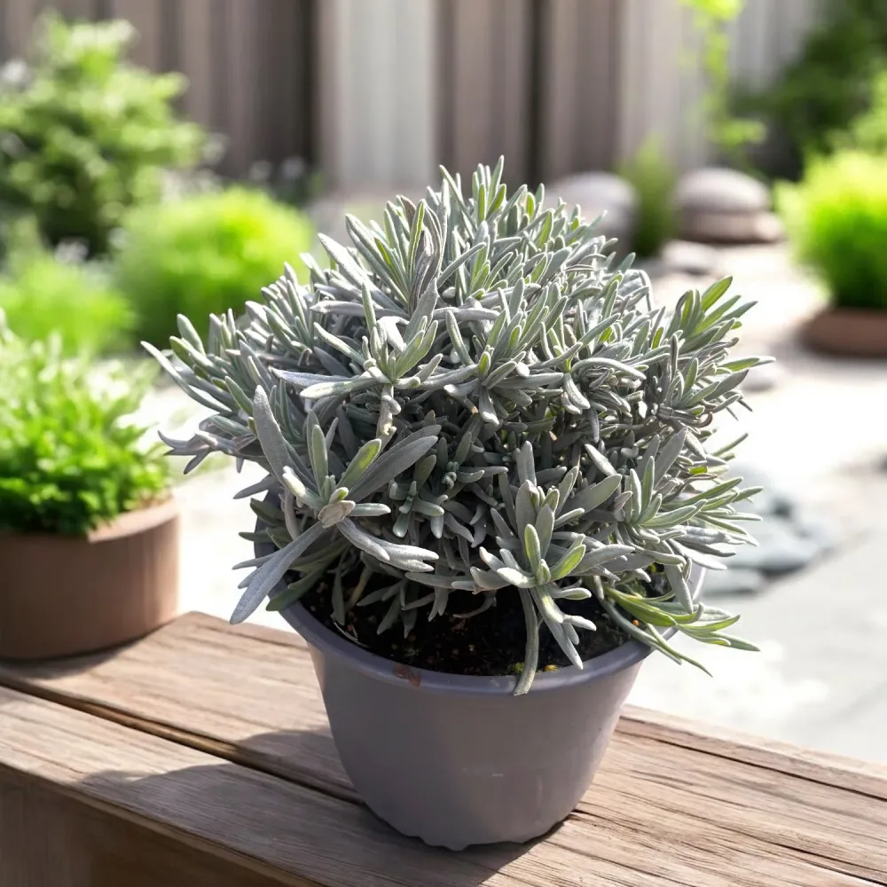 Lavanda ghiveci - Lavandula angustifolia