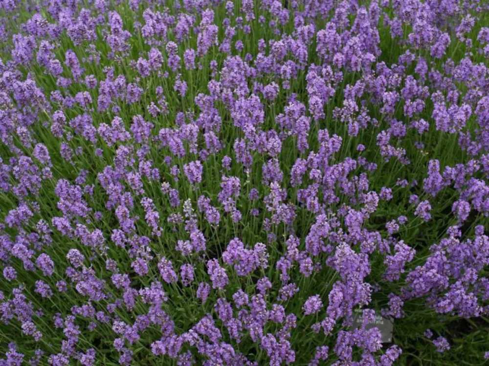 Lavanda ghiveci - Lavandula angustifolia