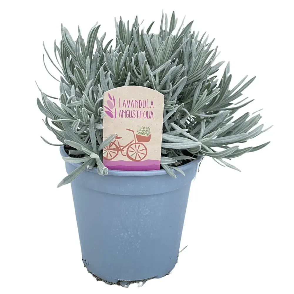 Lavanda ghiveci - Lavandula angustifolia