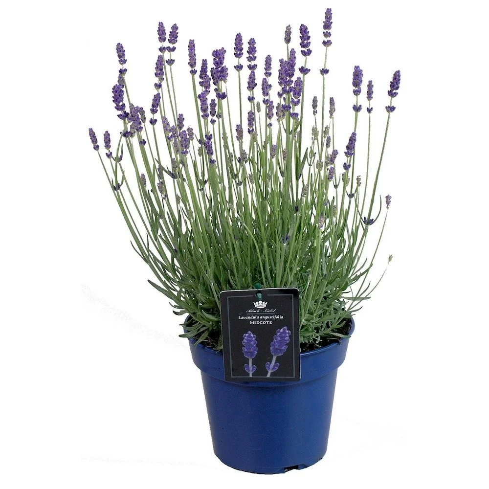 Lavanda ghiveci - Lavandula angustifolia