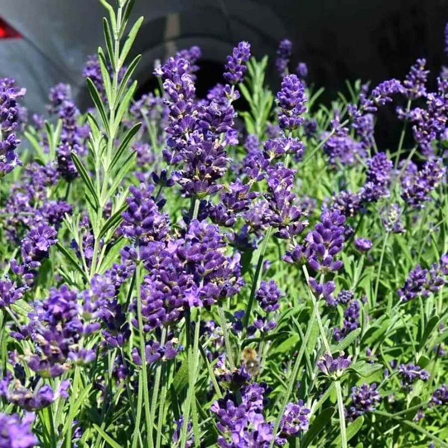 Lavanda ghiveci - Lavandula angustifolia 'Ardeche Blue'
