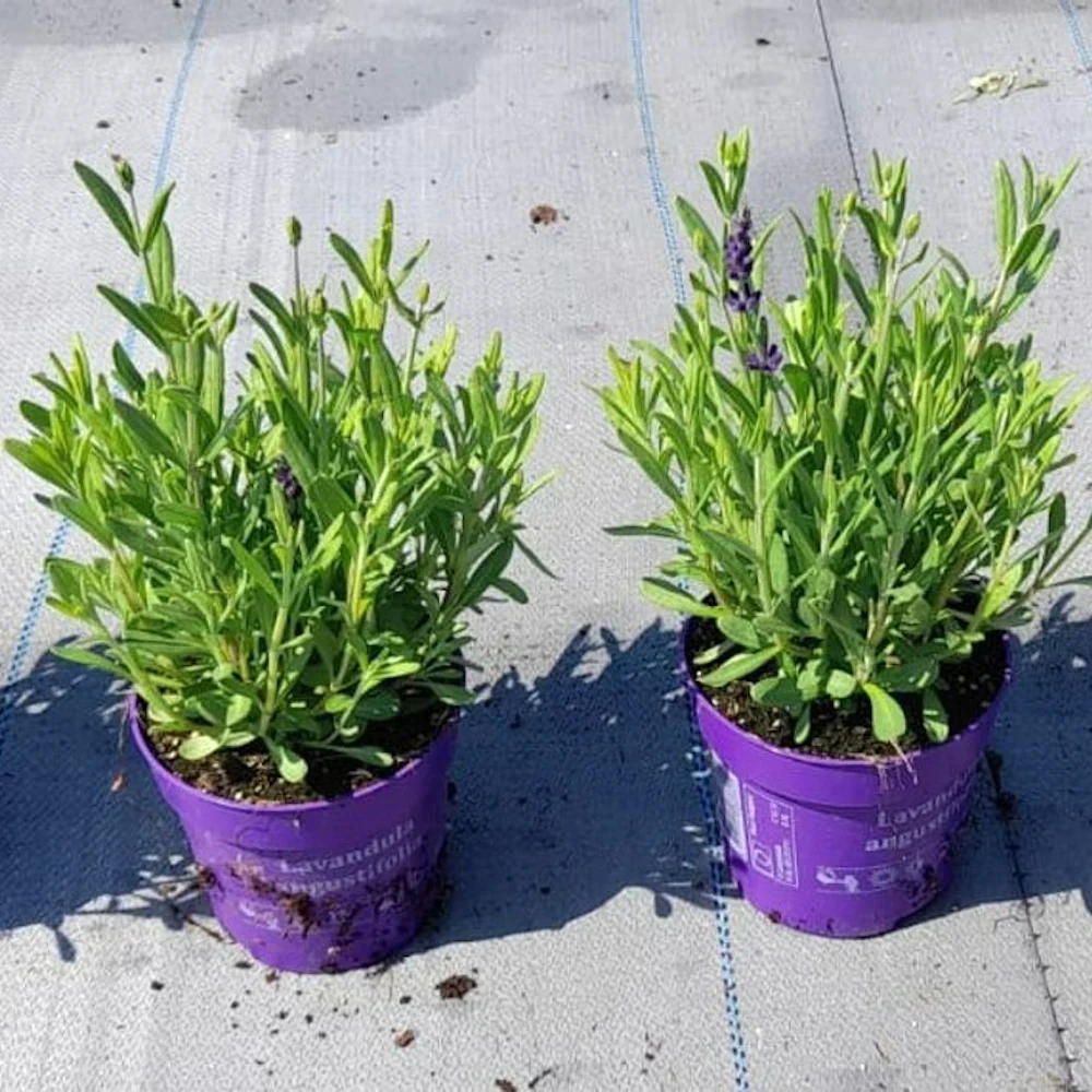 Lavanda ghiveci - Lavandula angustifolia 'Ardeche Blue'