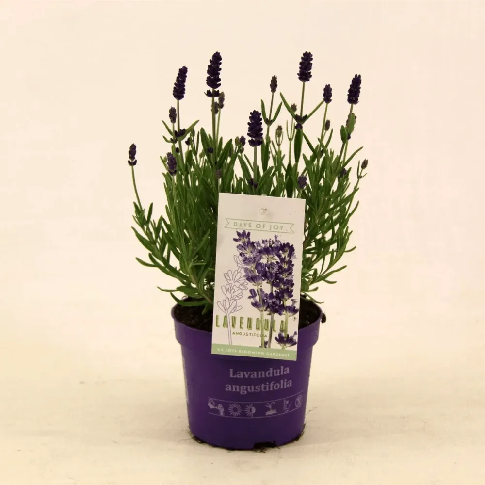 Lavanda ghiveci - Lavandula angustifolia 'Ardeche Blue'