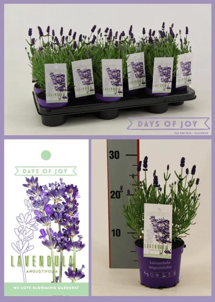 Lavanda ghiveci - Lavandula angustifolia 'Ardeche Blue'