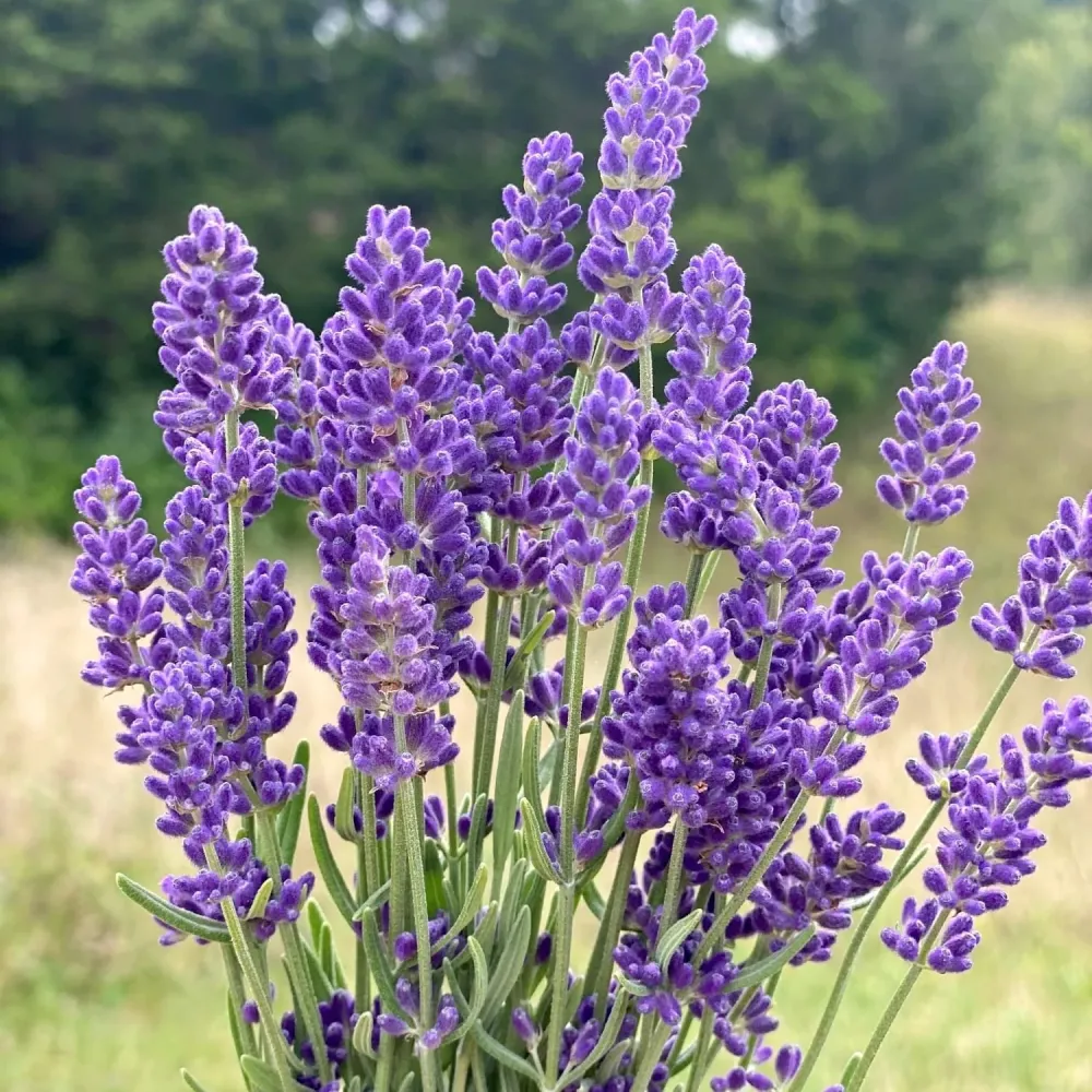 Lavanda ghiveci - Lavandula angustifolia 'Vienco Purple'