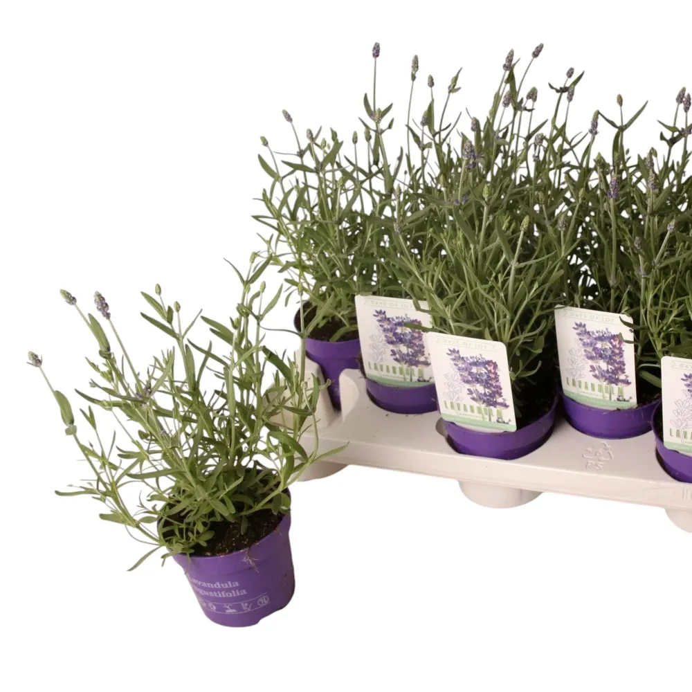 Lavanda ghiveci - Lavandula angustifolia 'Vienco Purple'