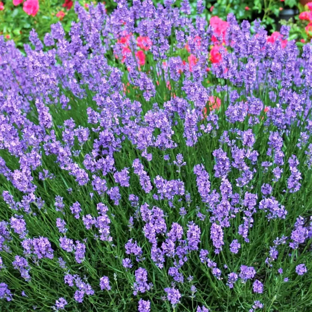 Lavanda la ghiveci parfumata - Lavandula angustifolia 'Blue Scent'