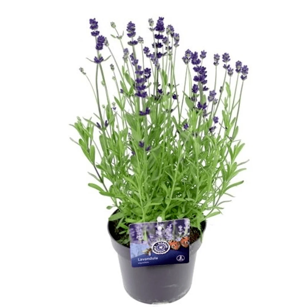 Lavanda la ghiveci parfumata - Lavandula angustifolia 'Blue Scent'