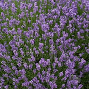 Lavanda ghiveci parfumata - Lavandula angustifolia 'Blue River'
