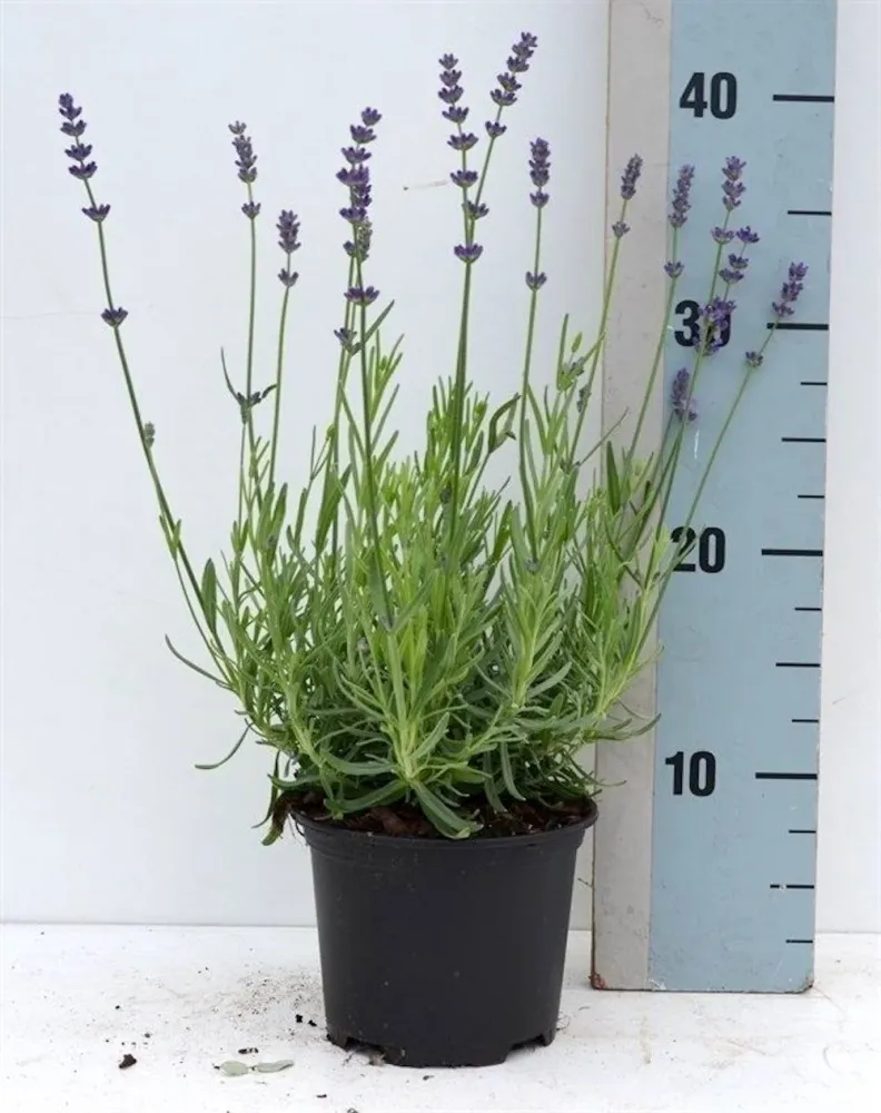 Lavanda ghiveci parfumata - Lavandula angustifolia 'Blue River'