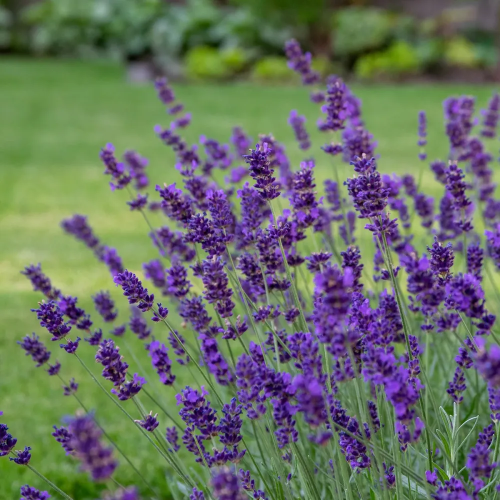Lavanda la ghiveci parfumata - Lavandula angustifolia 'Hidcote'