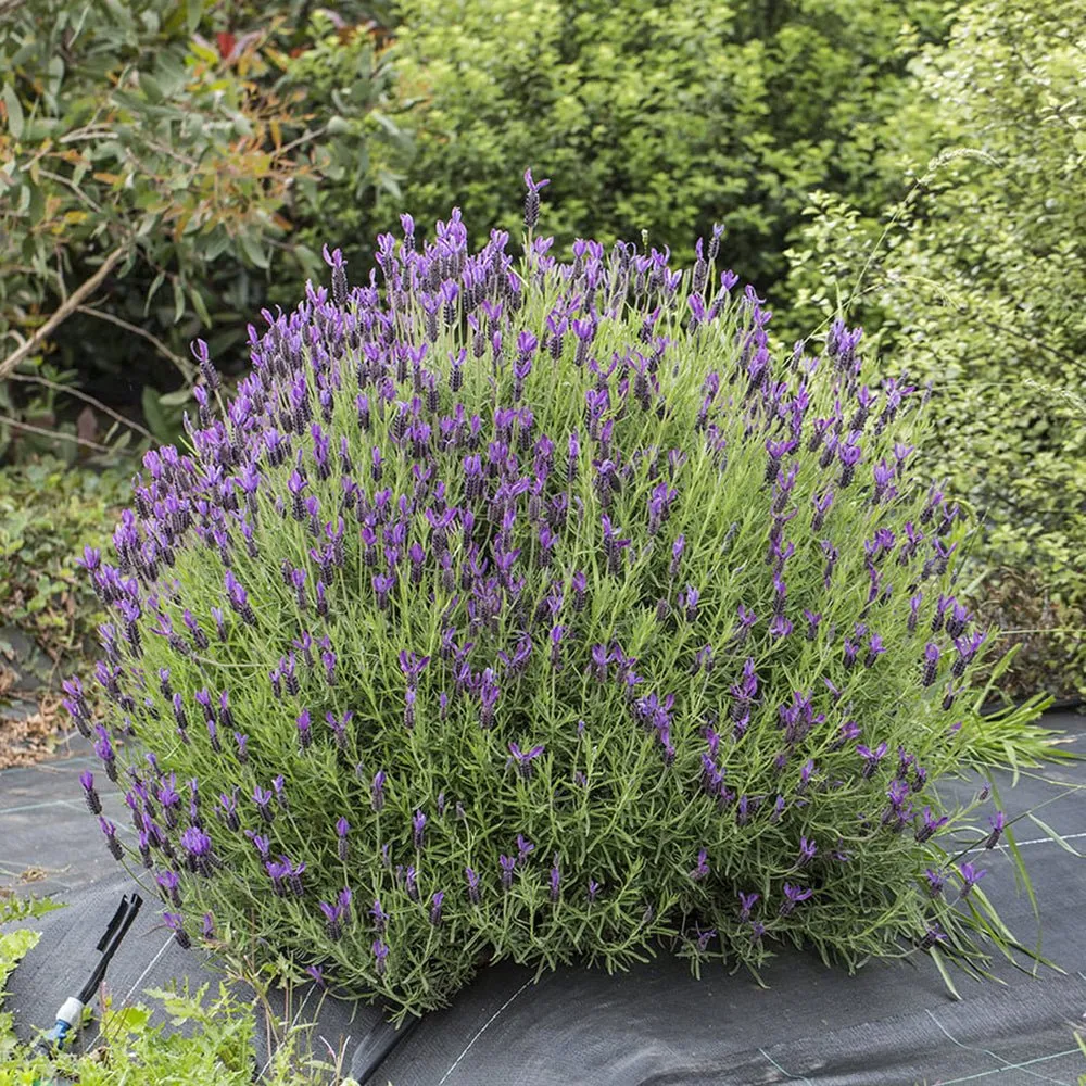 Lavanda Greek Mountain