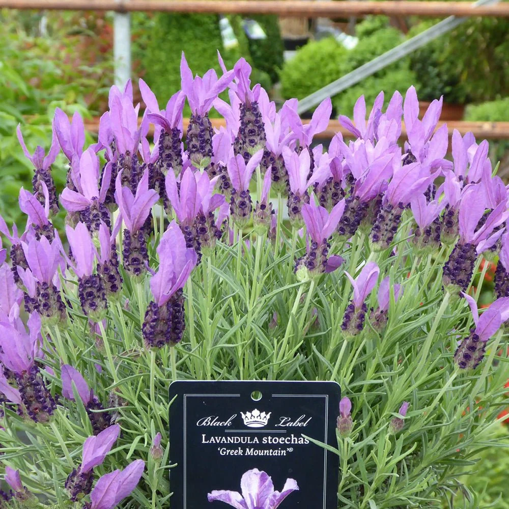 Lavanda Greek Mountain