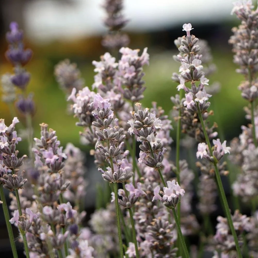 Lavanda Miss Katherine