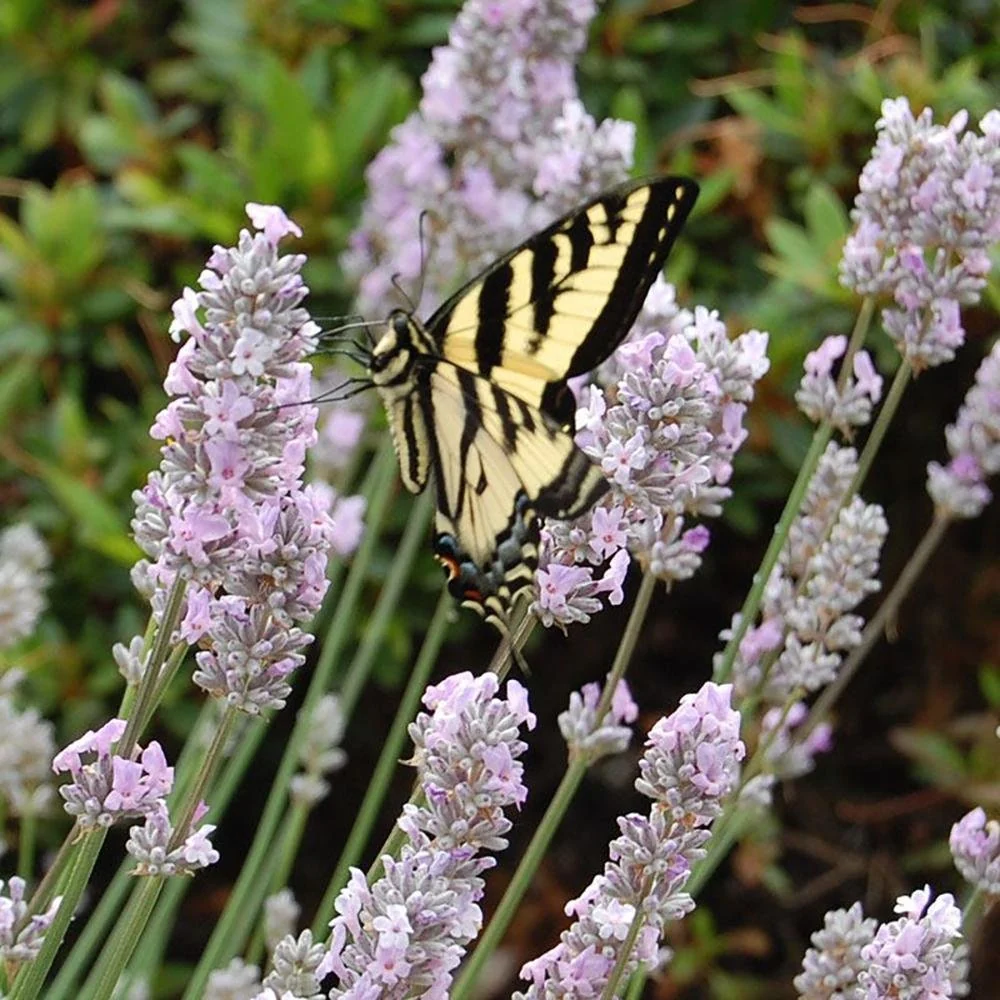 Lavanda Miss Katherine
