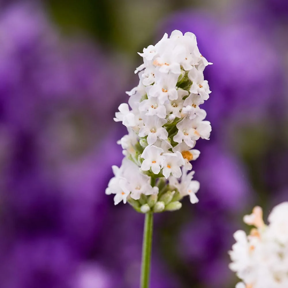 Lavanda Nana Alba