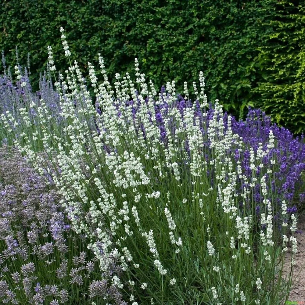 Lavanda Nana Alba
