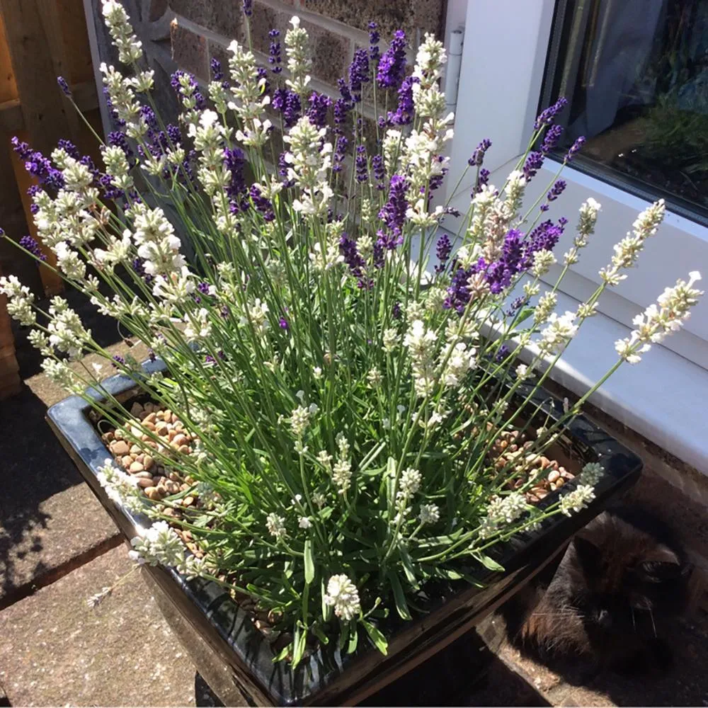 Lavanda Nana Alba