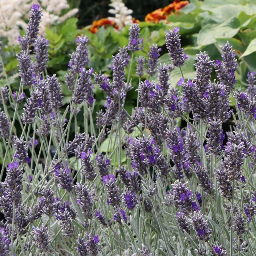 Lavanda Richard Gray
