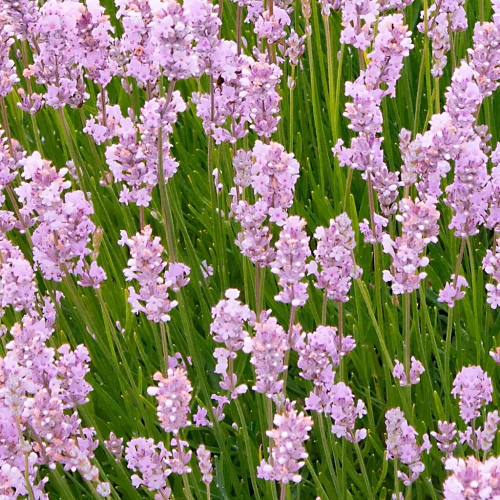 Lavanda roz ghiveci - Lavandula angustifolia 'Rosea' (Jean Davis)
