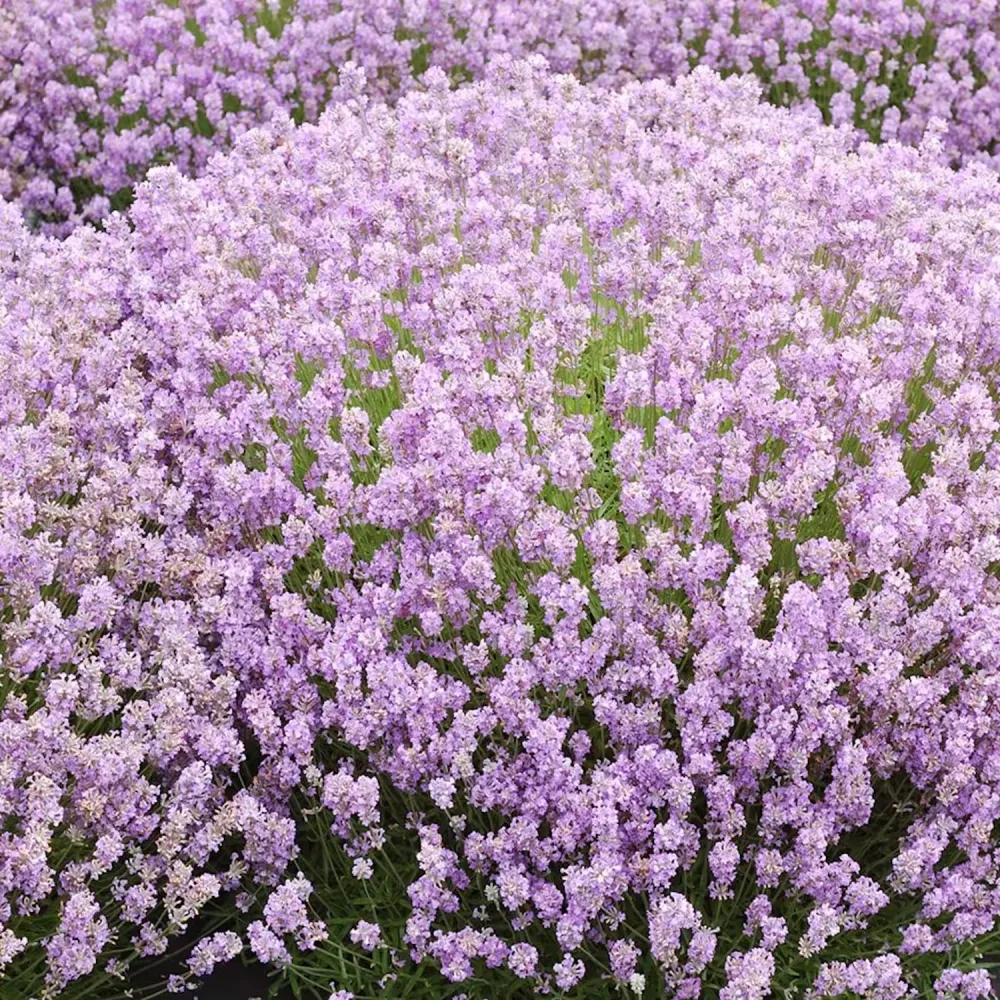 Lavanda roz ghiveci - Lavandula angustifolia 'Rosea' (Jean Davis)
