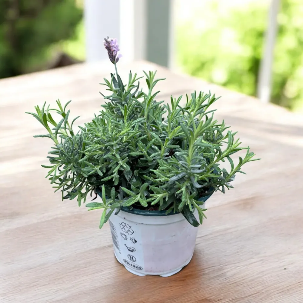 Lavanda roz ghiveci - Lavandula angustifolia 'Rosea' (Jean Davis)