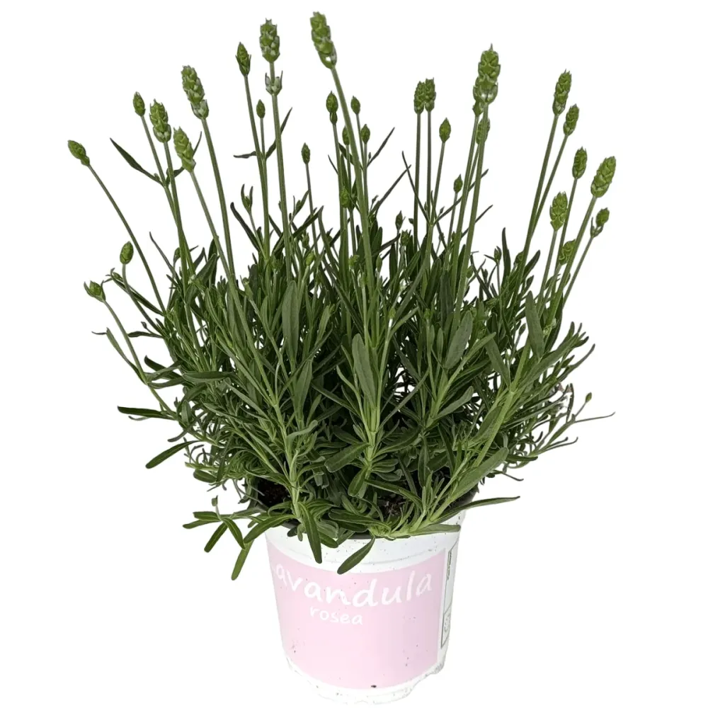 Lavanda roz ghiveci - Lavandula angustifolia 'Rosea' (Jean Davis)