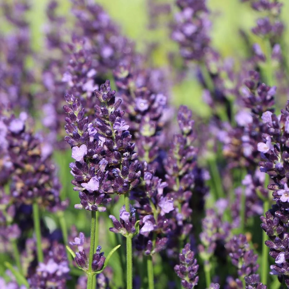 Lavanda Siesta