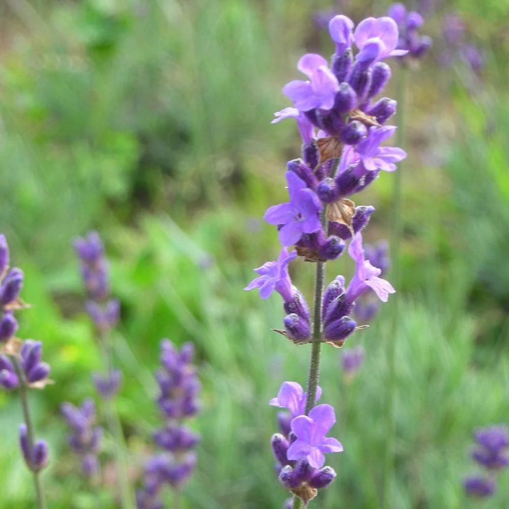 Lavanda Siesta