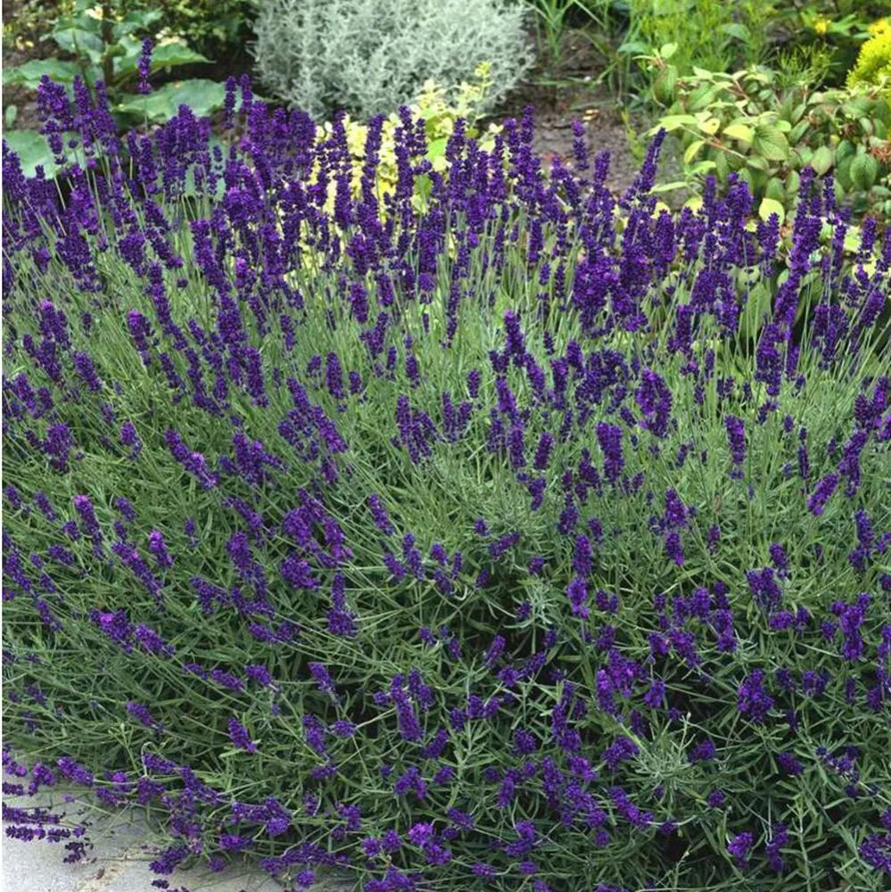 Lavanda Siesta