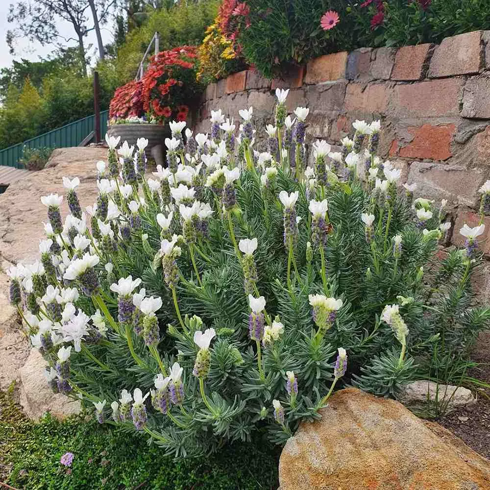 Lavanda Spaniola Anouk, cu flori albe si parfum puternic