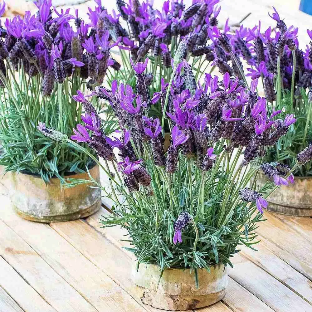 Lavanda Spaniola Stoechas, cu flori violet-intens parfumate, vesnic verde, pentru soare si ghiveci