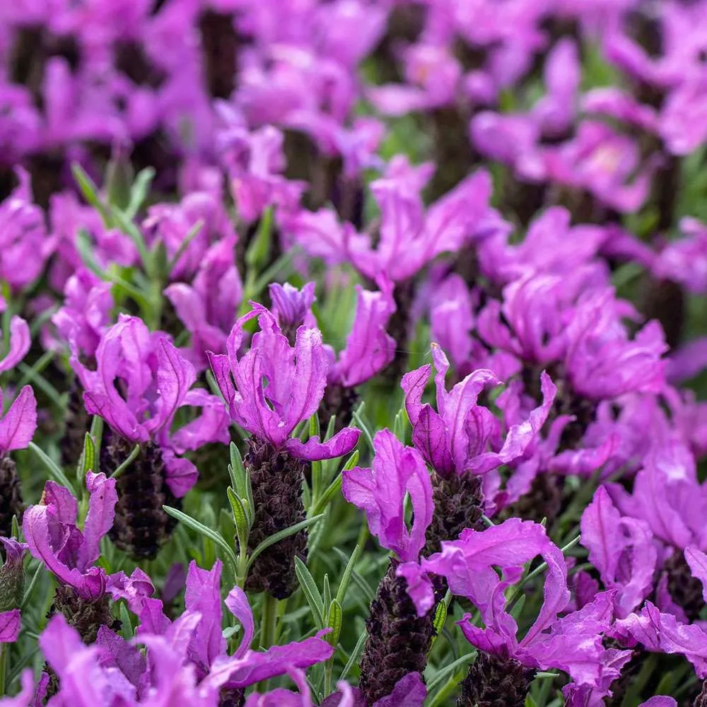 Lavanda Spaniola Stoechas, cu flori violet-intens parfumate, vesnic verde, pentru soare si ghiveci