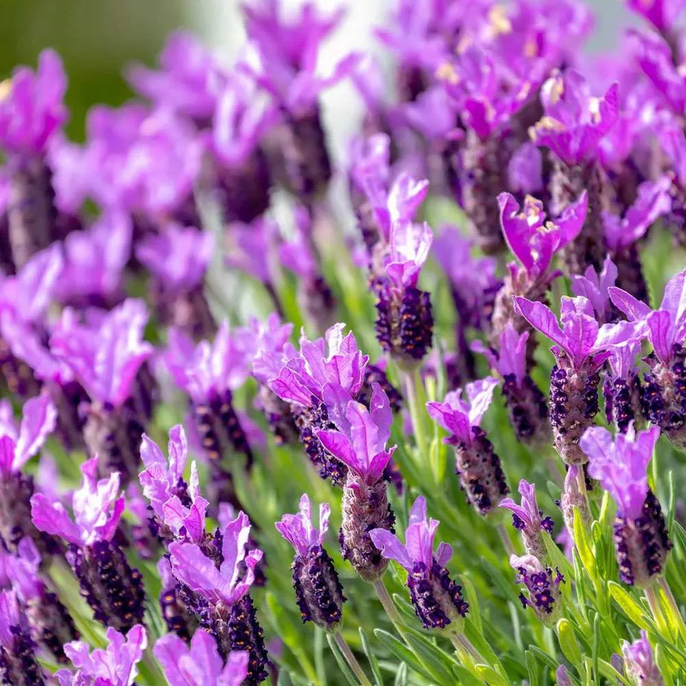 Lavanda Spaniola Stoechas, cu flori violet-intens parfumate, vesnic verde, pentru soare si ghiveci