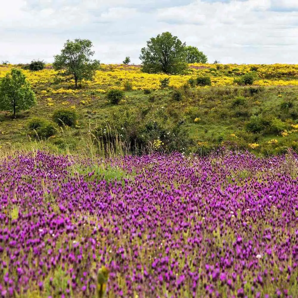 Lavanda Spaniola Stoechas, cu flori violet-intens parfumate, vesnic verde, pentru soare si ghiveci