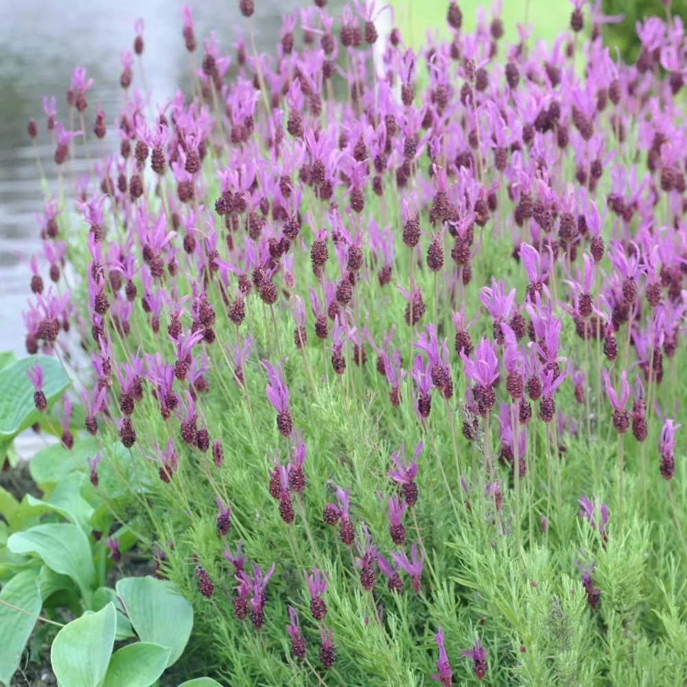 Lavanda Spaniola Stoechas, cu flori violet-intens parfumate, vesnic verde, pentru soare si ghiveci