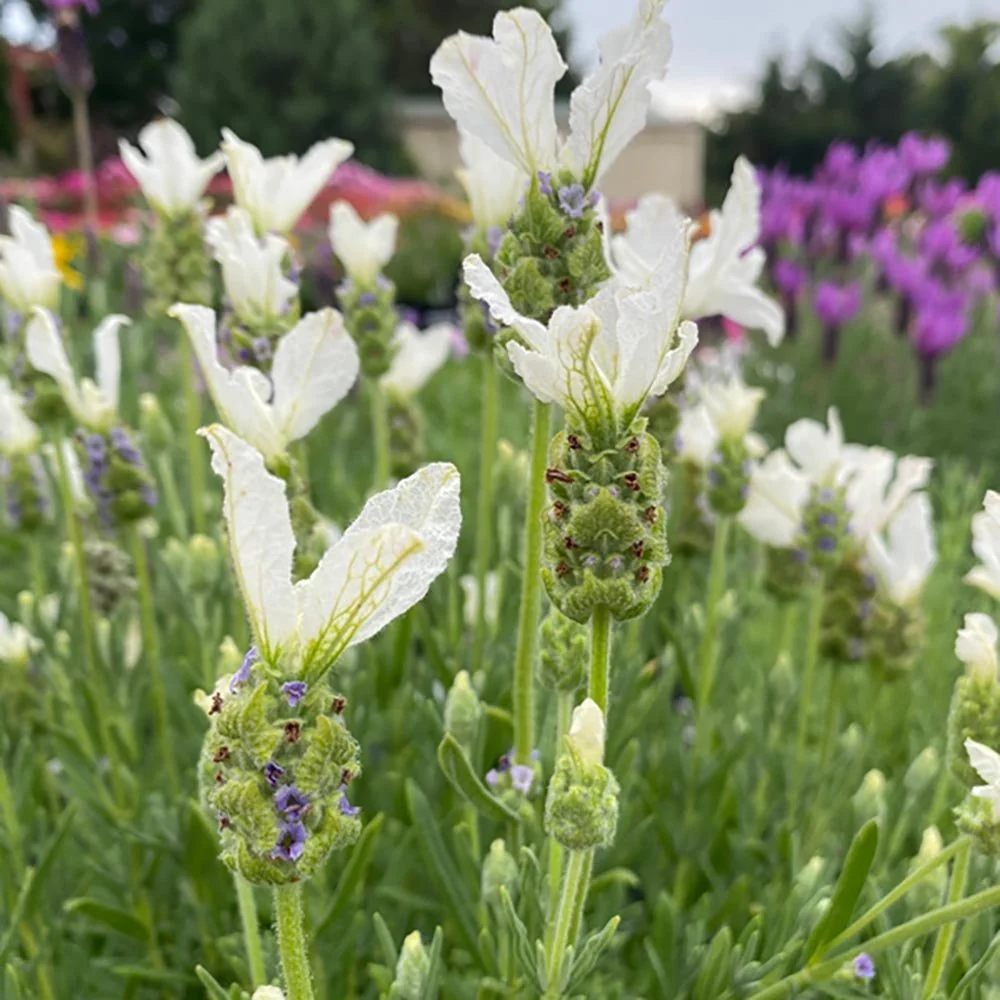 Lavanda White Javelin