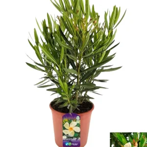 Leandru galben (Nerium Olander) 3 plante/ghiveci - exemplare XL