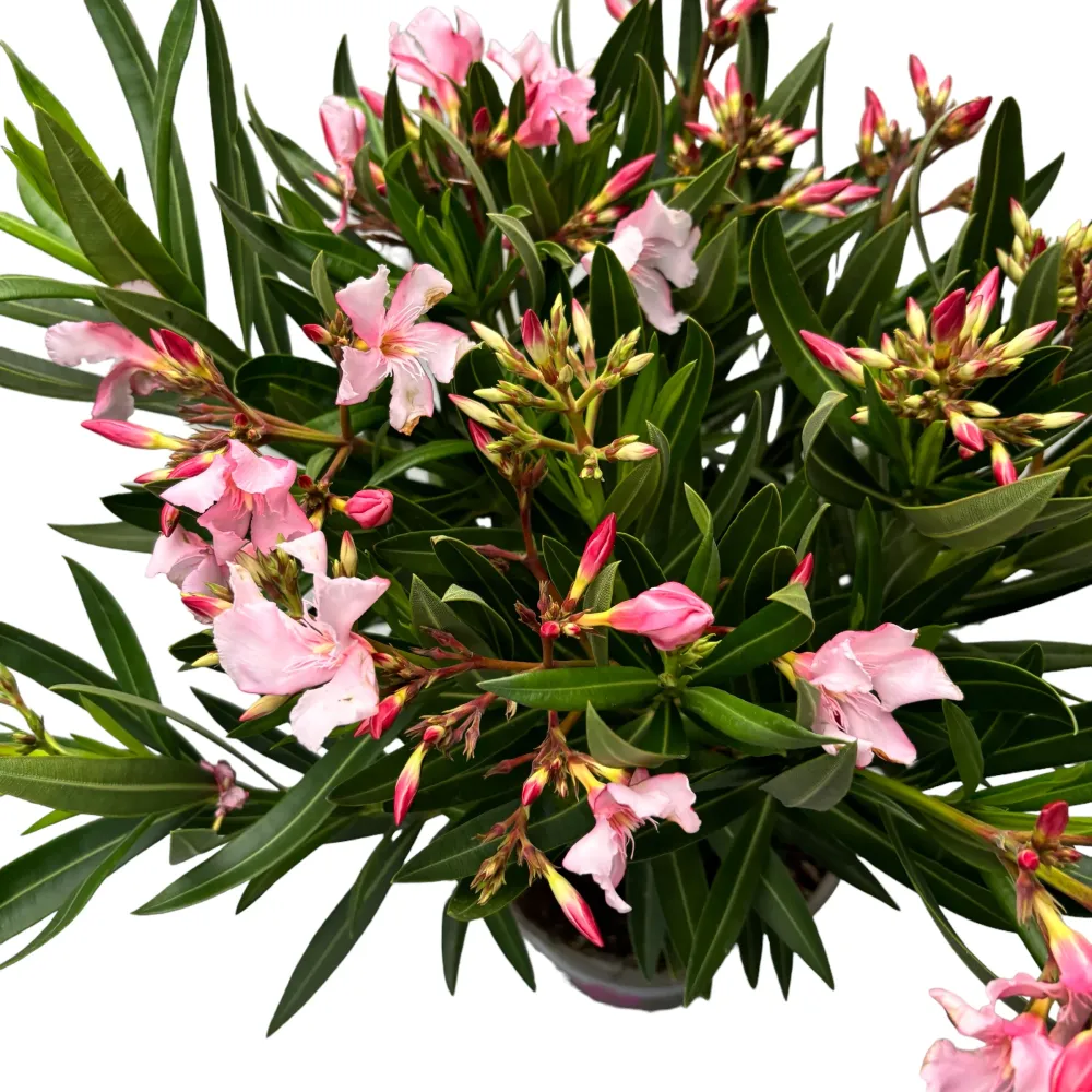 Leandru roz - (Nerium Olander) 2 plante/ ghiveci, exemplare XL