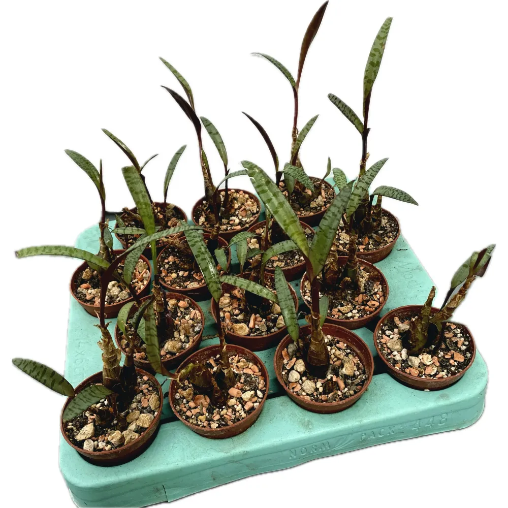 Ledebouria socialis (silver squill) *babyplant