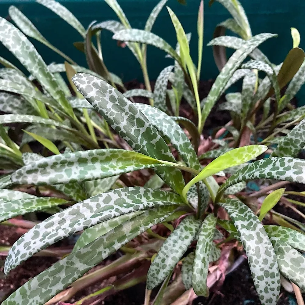 Ledebouria socialis (Silver Squill, Leopard Lily)