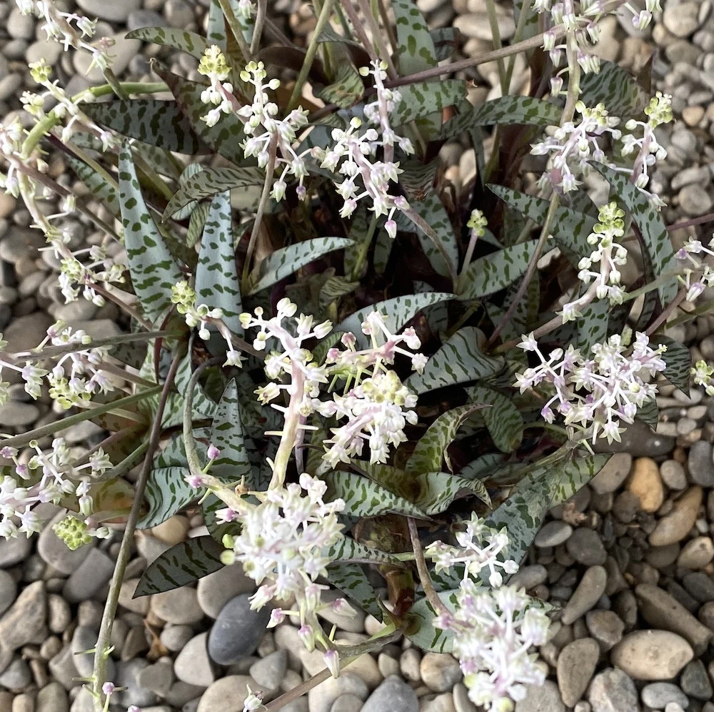 Ledebouria socialis (Silver Squill, Leopard Lily)