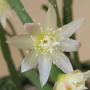Lepismium bolivianum (cactusul de padure) D5