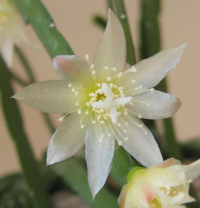 Lepismium bolivianum (cactusul de padure) D5