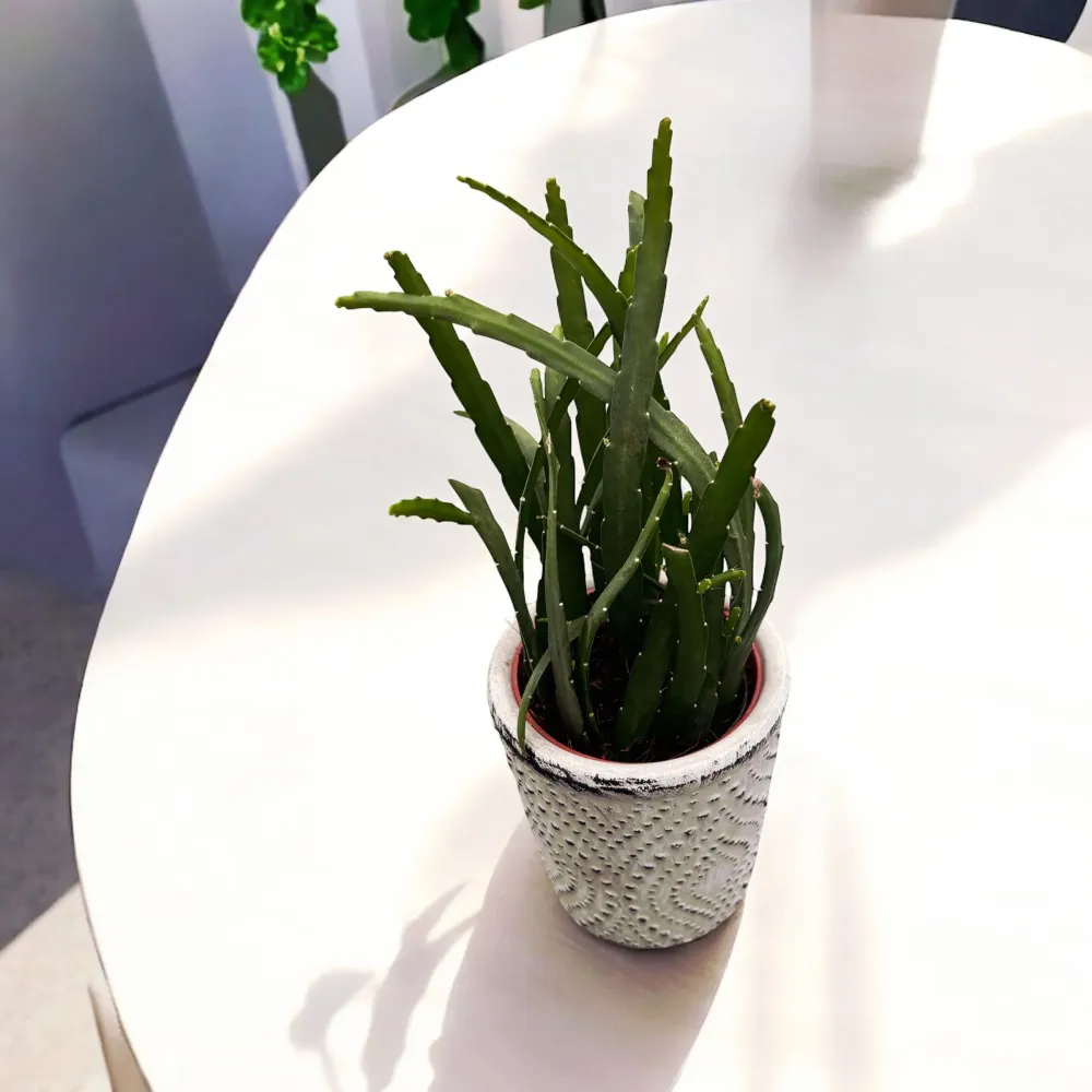 Lepismium bolivianum (cactusul de padure) D5