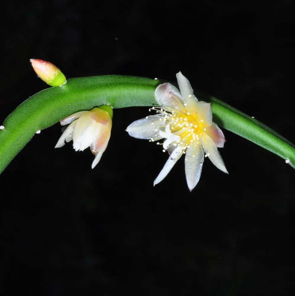 Lepismium bolivianum (cactusul de padure) D5