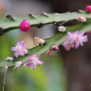 Lepismium cruciforme (Rhipsalis cruciformis)