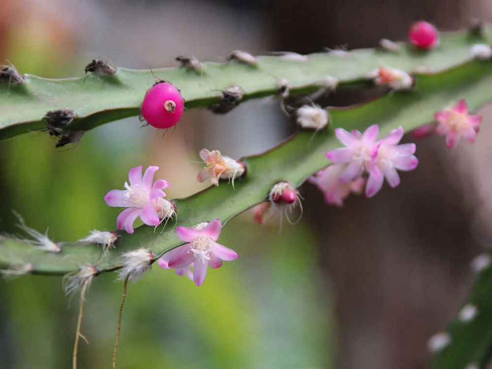 Lepismium cruciforme (Rhipsalis cruciformis)